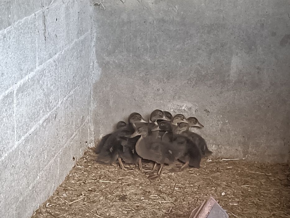 Ninhada de patos reais