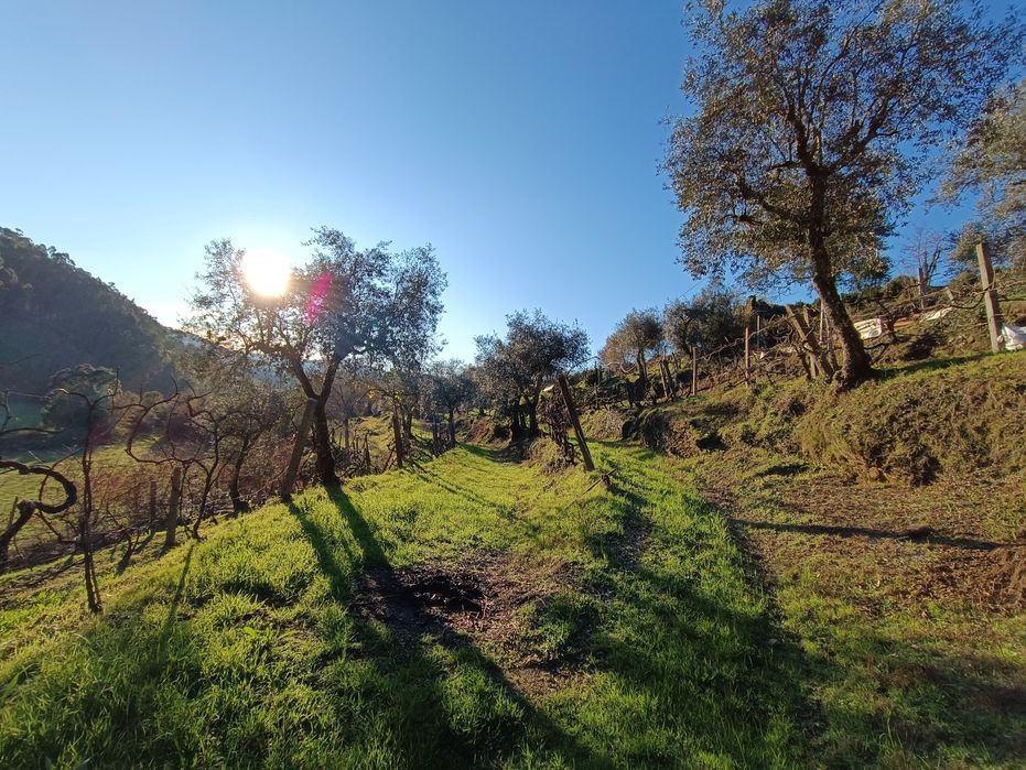 Vende-se Quinta de Oliveiras e Vindimas com 5369.16m2