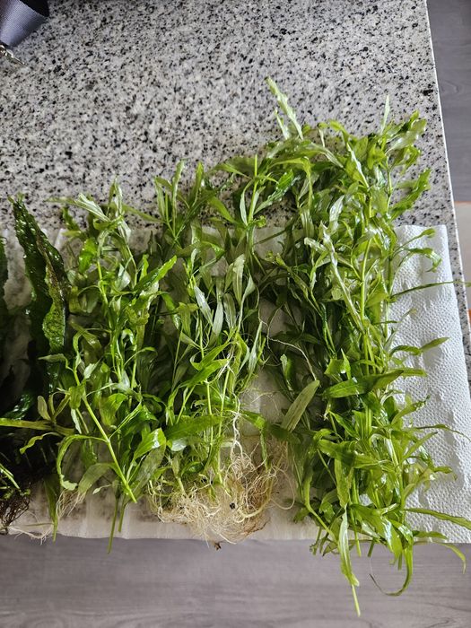Plantas de aquário