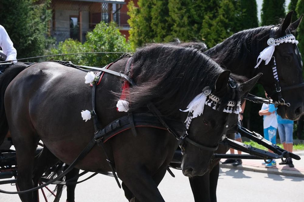 Sprzedam parę klaczy śląskich