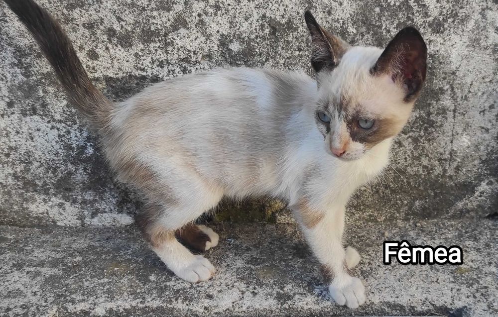 Gatinhos super meigos e brincalhões para adoção responsável!