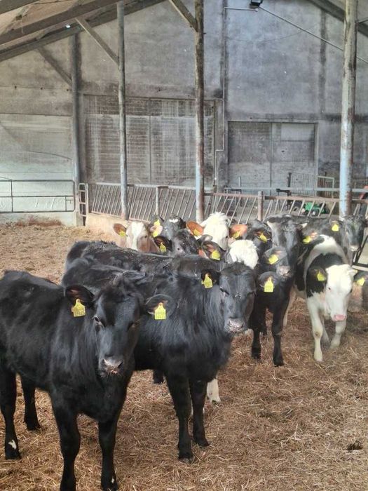 Odsadki jałówki do howu