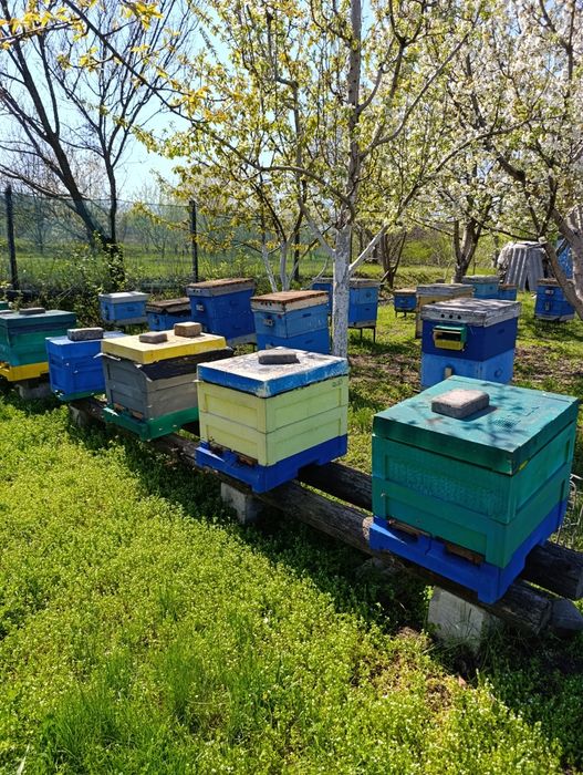 Продам бджолині відводки , сім'ї та плідних маток у ЧЕРВНІ 2026