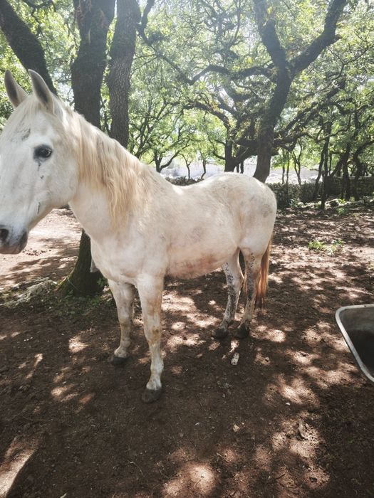 Cavalo capado manso