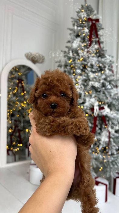 Мальтіпу та той-пудель