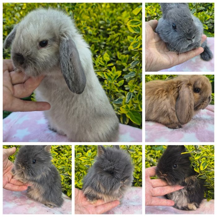 Króliki karzełki Teddy / niderlandzki / mini lop