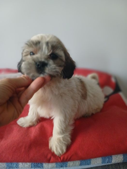 Śliczny szczeniakak malshi aktualne