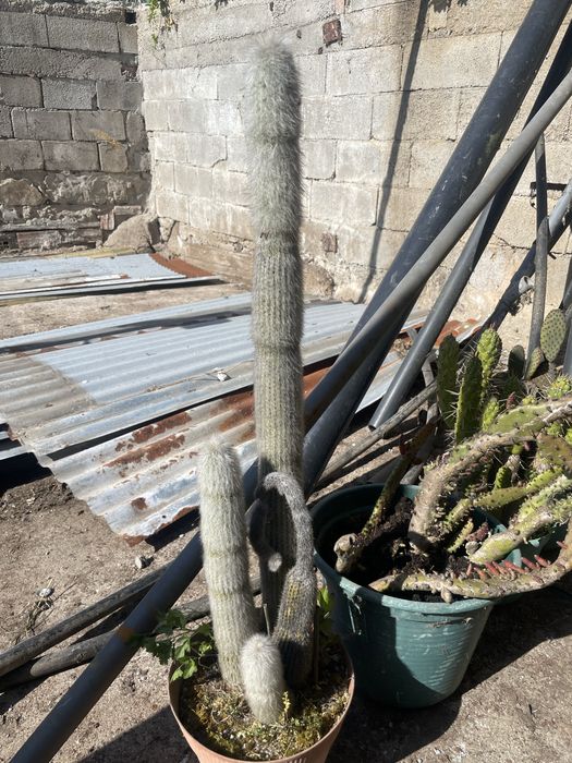 Cactos conjunto varios