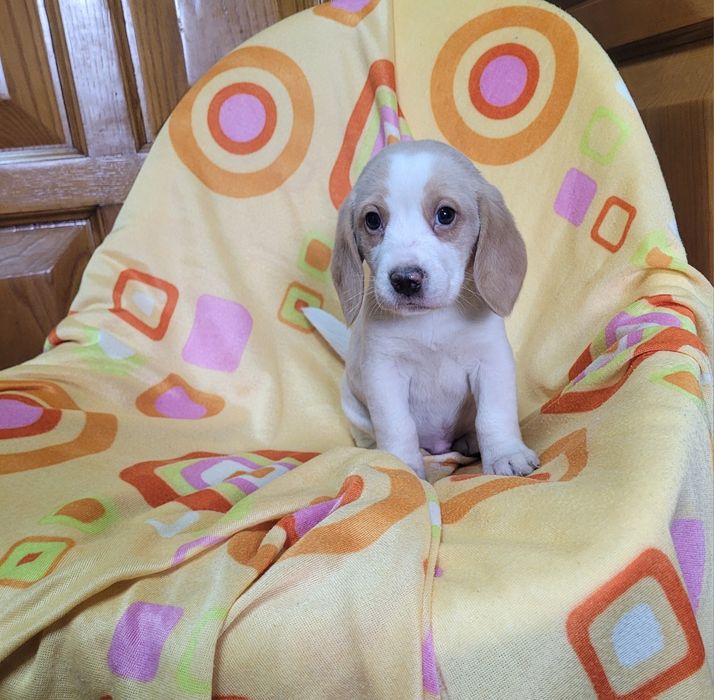 Cachorrinho beagle bicolor