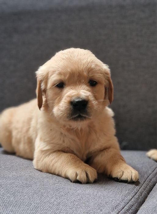 Цуценята золотистого ретривера