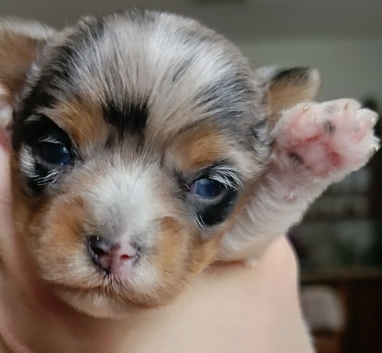 Suczka Yorkshire terrier Blueberry