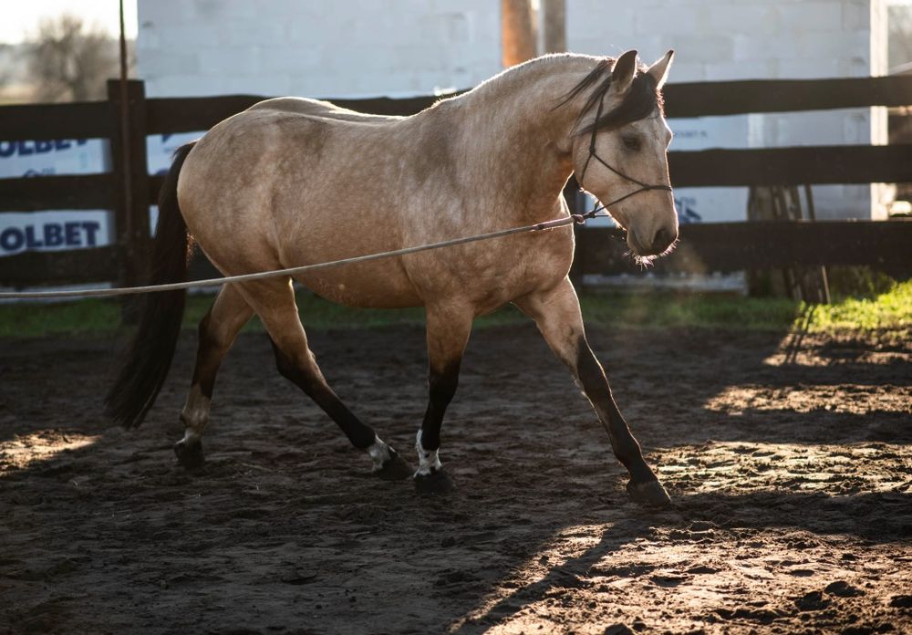 Ogier AQH / Stanówka