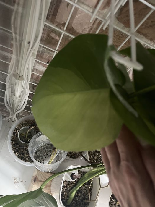 Monstera Green on green - kolekcjonerska, 3 listny szczyt LF