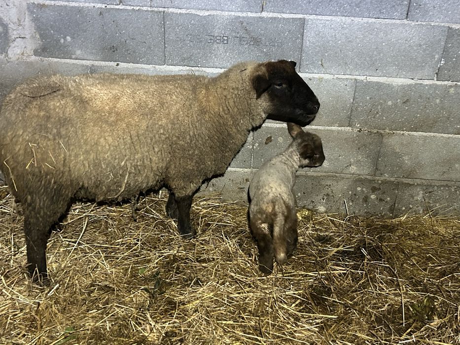 Linda femea cruzada de suffolk a bebe