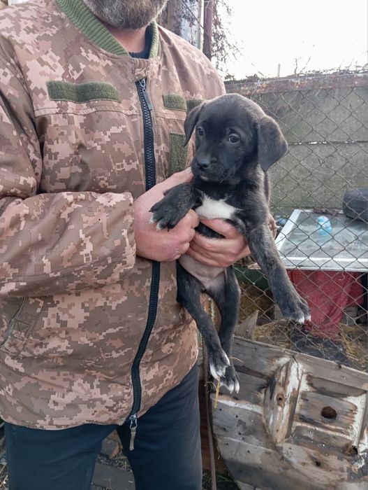 4 песика шукають дім, в хороші руки. Сабака, пес, цуценя