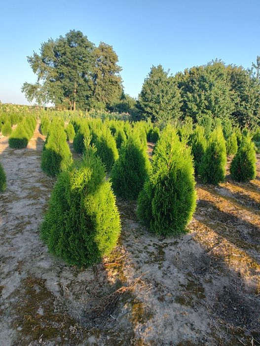 Tuja Szmaragd z gruntu