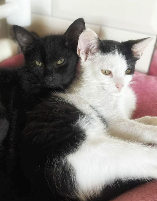 Półroczni bracia szukają miłości