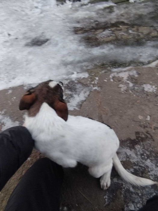 Щенята 3 місяці дівчинка і хлопчик