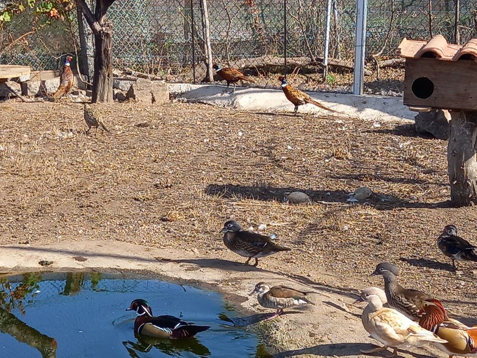 Faisões,  gansos, patos mudos e perus