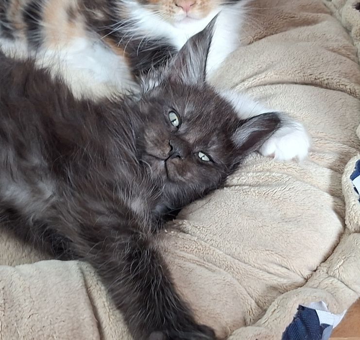 Maine Coon Kocięta