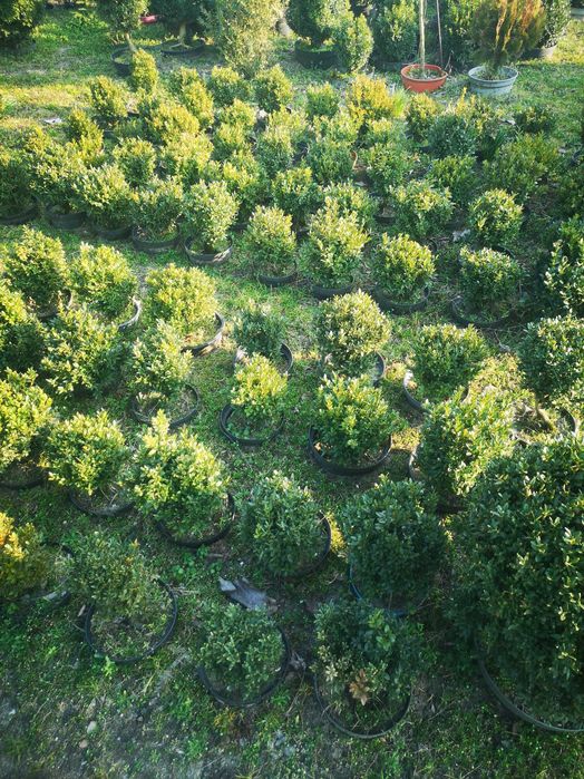 Bukszpany : sadzonki formowane w kule, stożki.