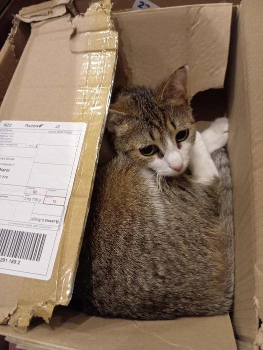 Piękna kotka Prosecco