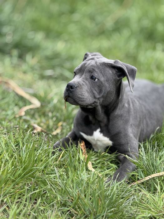 Pitbull XL ABKC  blue цуценя пітбуль блакитний