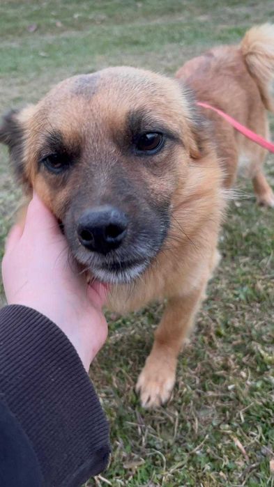 7 kg miłości – delikatny piesek do adopcji
