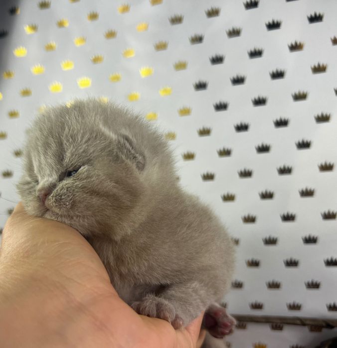 Kocięta brytyjskie koty kocurek kotka brytyjska. FIFE FPL