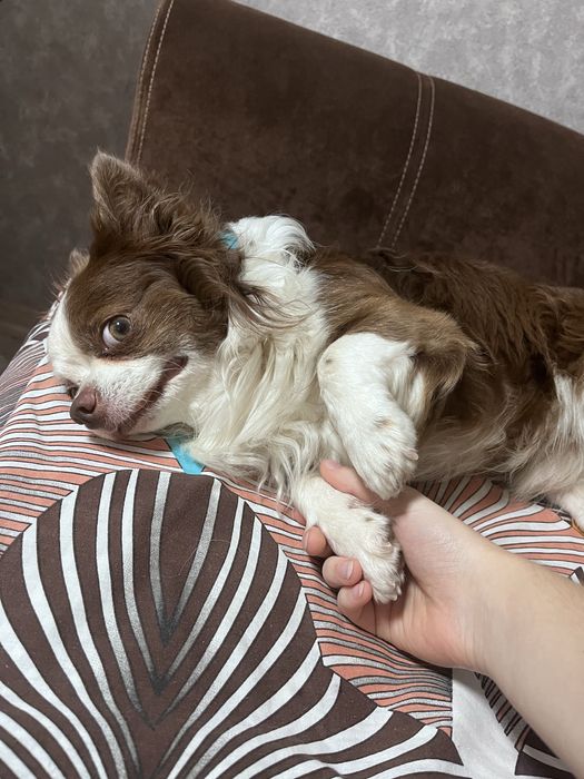 Чихуахуа, мальчик для вязки