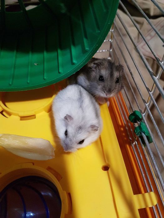 Хамяк джунгарський ,пара