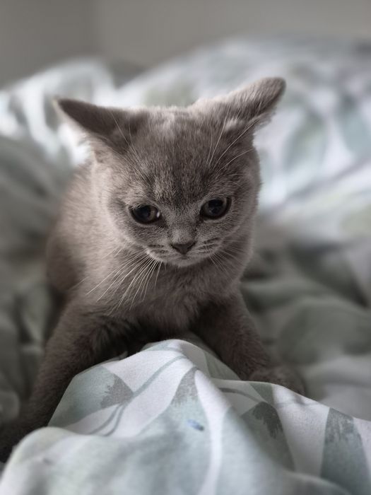 Kocurek Brytyjczyk  Liliowy.