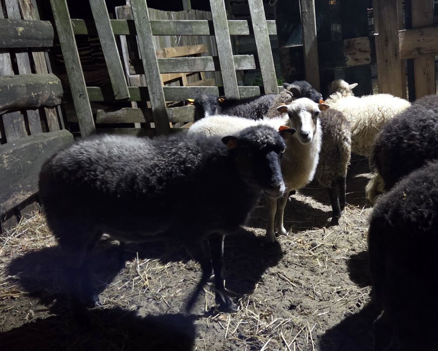 Owce quessant -  sprzedaż