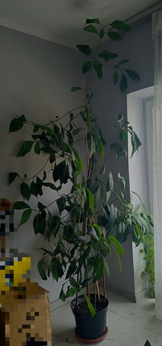 Drzewko awokado 2,5m