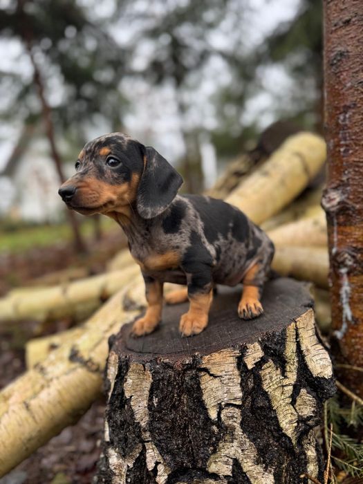 Jamnik krótkowłosy miniaturowy merle