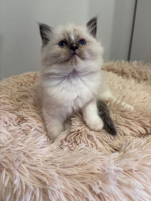 Ragdoll Felinoterapia Piękny Kot FIFE FPL