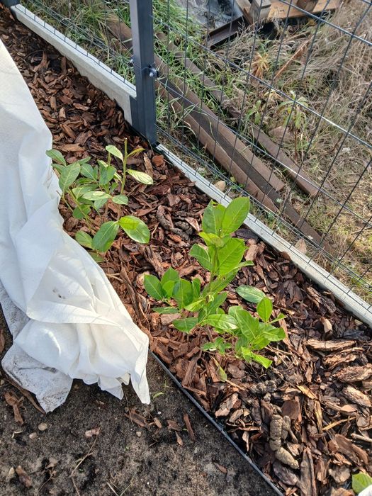Ogrody koszenie wertykulacja rębak glebogryzarka ogrodzenia ogrodnik