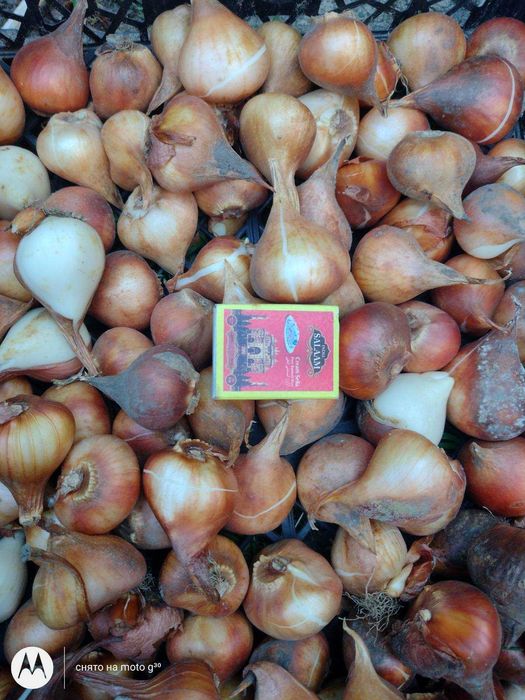 Луковицы тюльпанов ассорти для выращивания в грунте