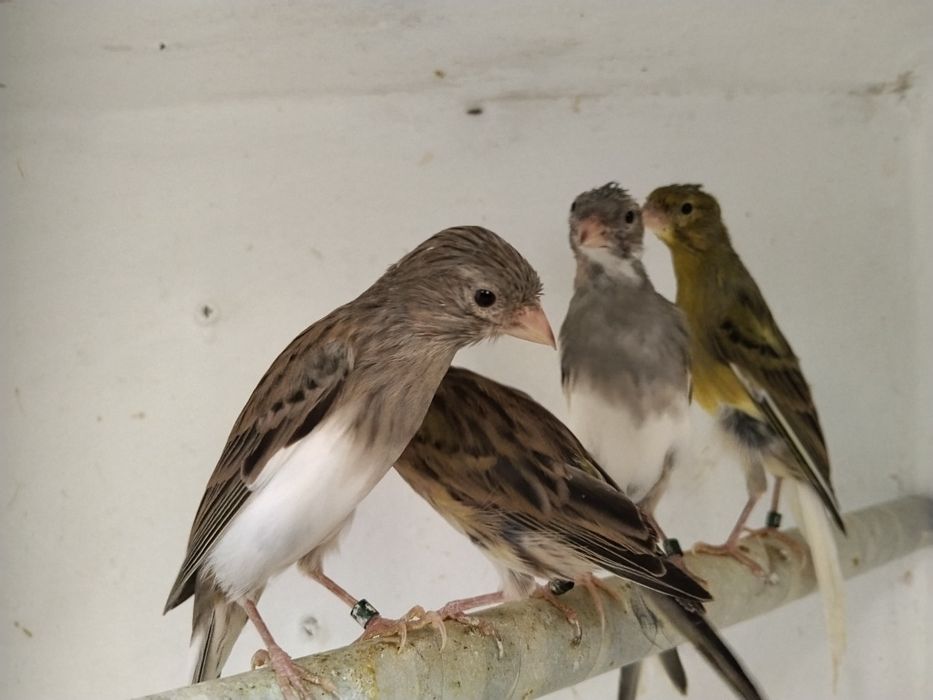 Vendo vários canários  poderei  aceitar troca