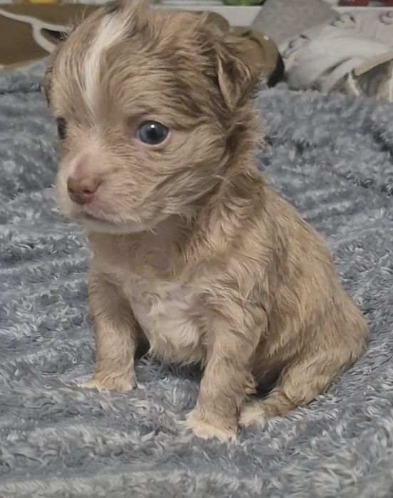 Chihuahua długowłosy  piesek  o wyjątkowym umaszczeniu Choco merle