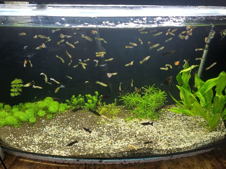 Gupiki sprzedam 10szt