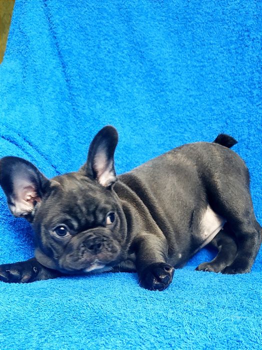 Кобель французского бульдога