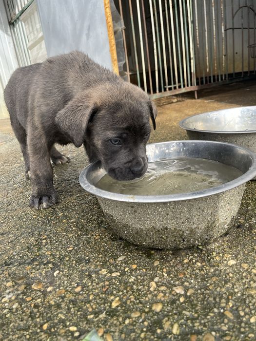 Cane Corso + Cane Corso/ Pastor Alemão