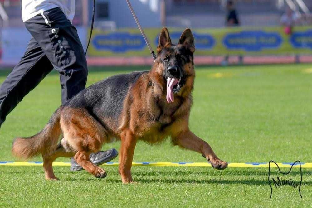 Owczarek niemiecki długowłosy FCI