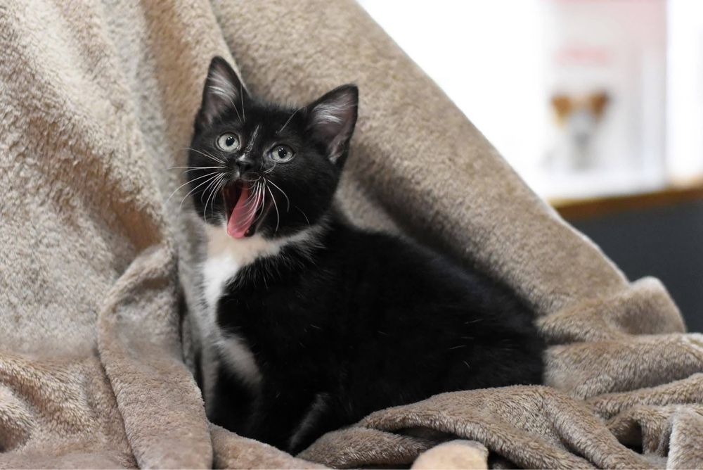 Malutki Franuś szuka domku