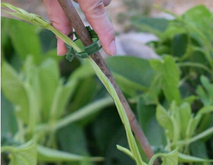 Zapinki klipsy do łodyg warzyw kwiatów pomidorów 100szt