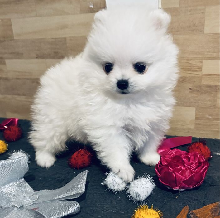 Spitz anão lulu da pomerania  macho