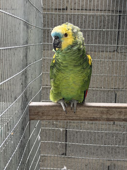 Amazona Aestiva Xanthoperyx Macho reprofutor 09