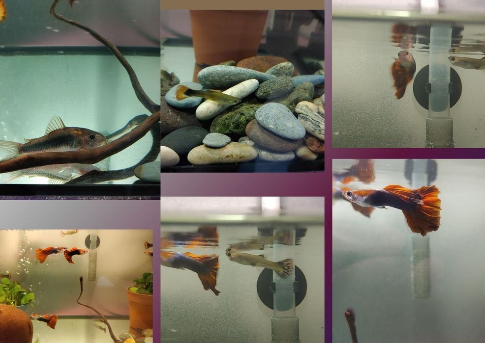 Akwarium 30L z rybkami