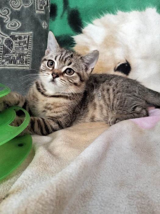 Scottish Straight gatinho